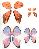 279 Butterfly Wings